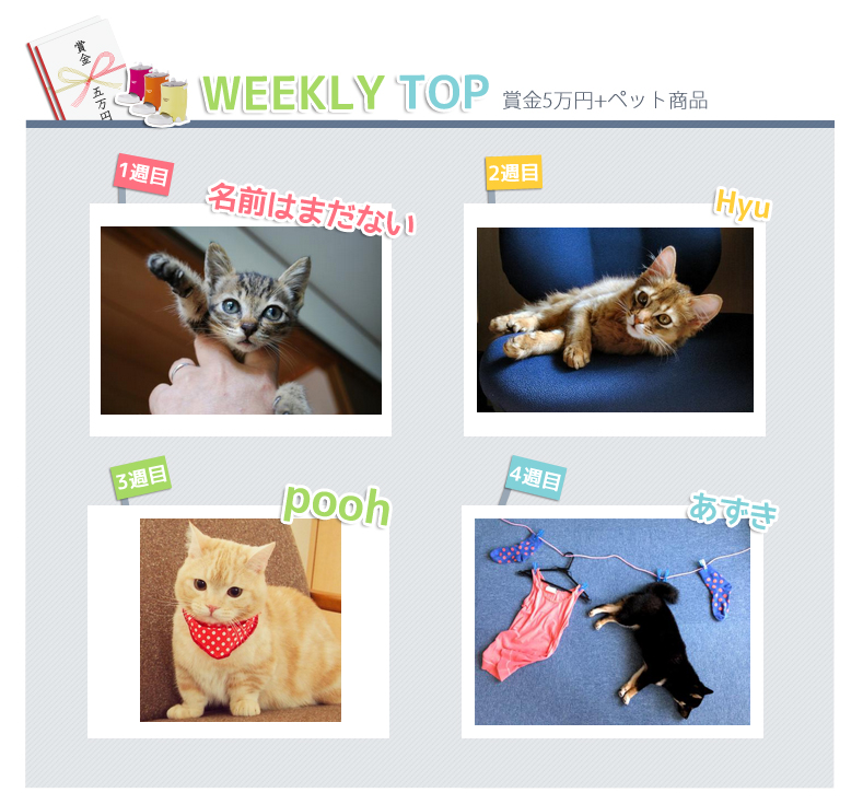 Vivipri カワイさ頂上決戦 犬vs猫フォトコンテスト Vivipri カワイさ頂上決戦 犬vs猫フォトコンテスト